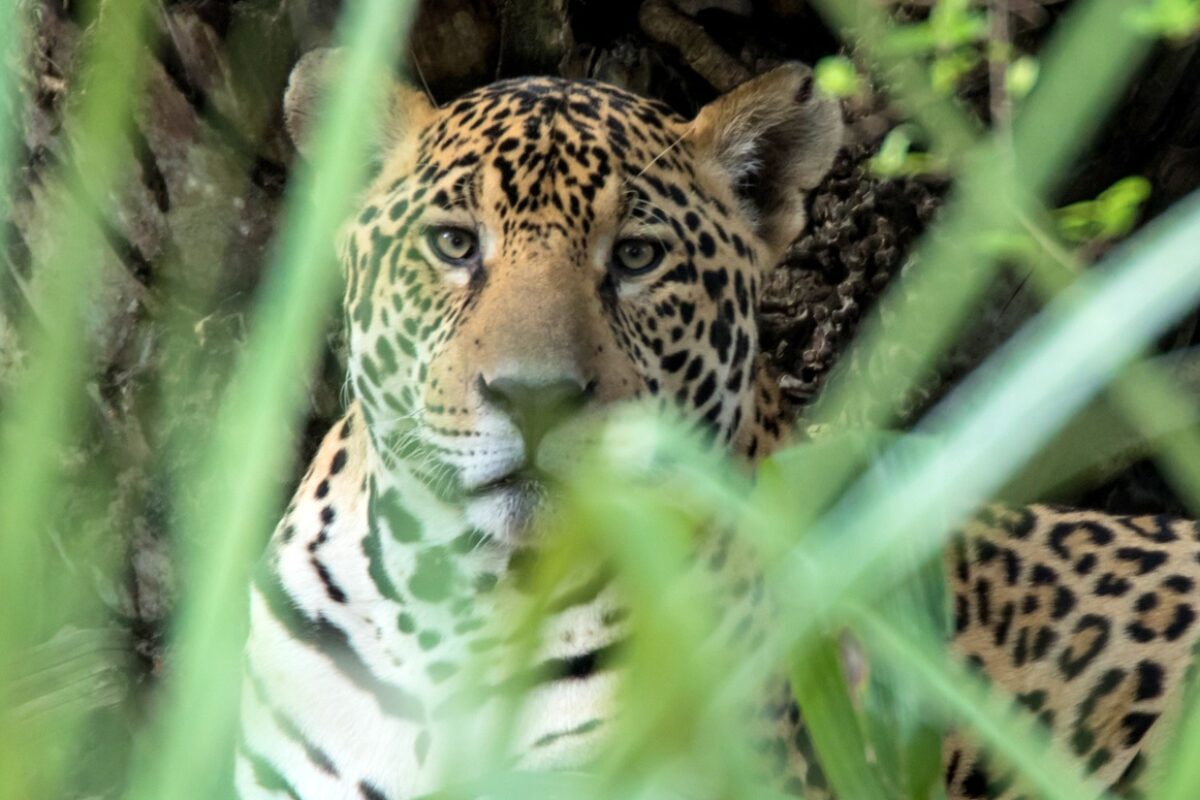 Jaguars in Brazil Oncafari Wildlife Journey Latin America