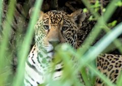 BRA_Oncafari_Jaguar_HarveyLBrown_freewithcredit2