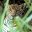 BRA_Oncafari_Jaguar_HarveyLBrown_freewithcredit2