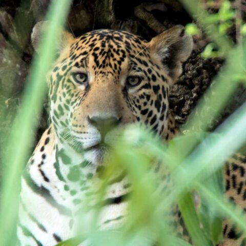 BRA_Oncafari_Jaguar_HarveyLBrown_freewithcredit2