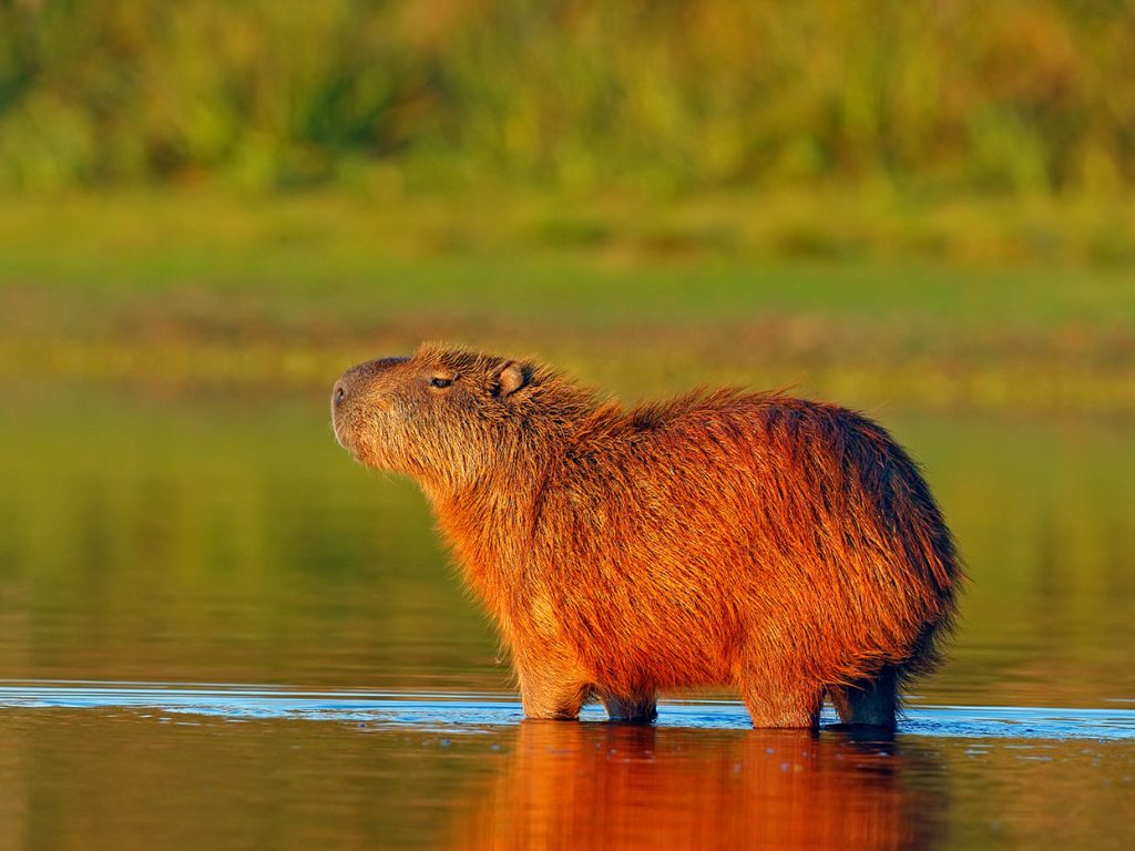 capybara