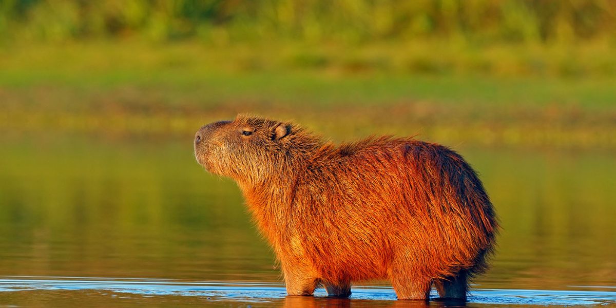 capybara