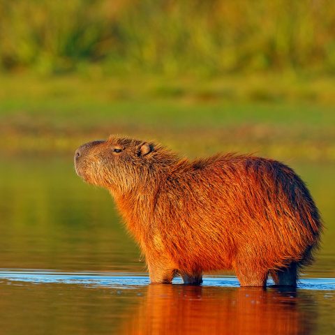 capybara
