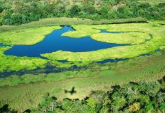 BRA_Pantanal_promo