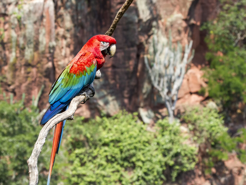 BRA_Pantanal_Scarlet_Macaw_free_shutterstock_343875146