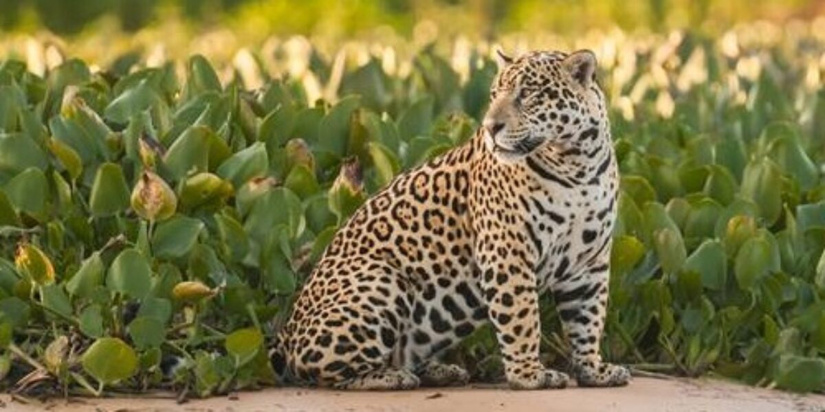 BRA_Pantanal_shutterstock209804161_freewithcreditBRA_Pantanal_shutterstock209804161_freewithcredit