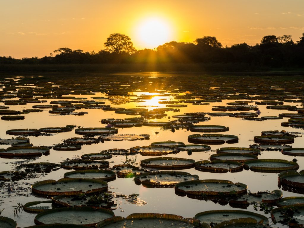 BRA_Pantanal_Victoria_amazonica_lilypads_free_shutterstock_223171051