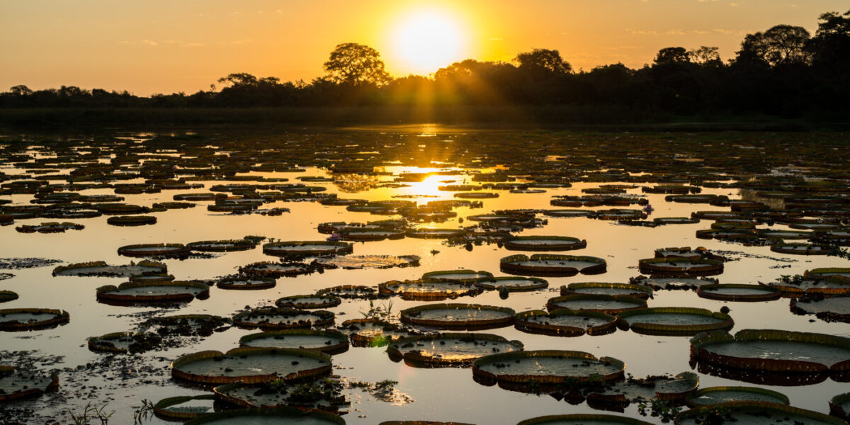 BRA_Pantanal_Victoria_amazonica_lilypads_free_shutterstock_223171051