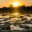 BRA_Pantanal_Victoria_amazonica_lilypads_free_shutterstock_223171051