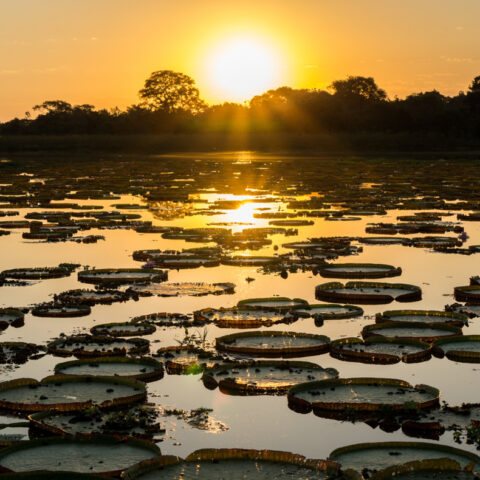 BRA_Pantanal_Victoria_amazonica_lilypads_free_shutterstock_223171051