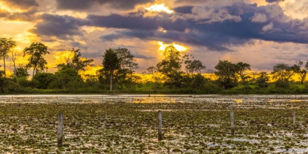 pantanal