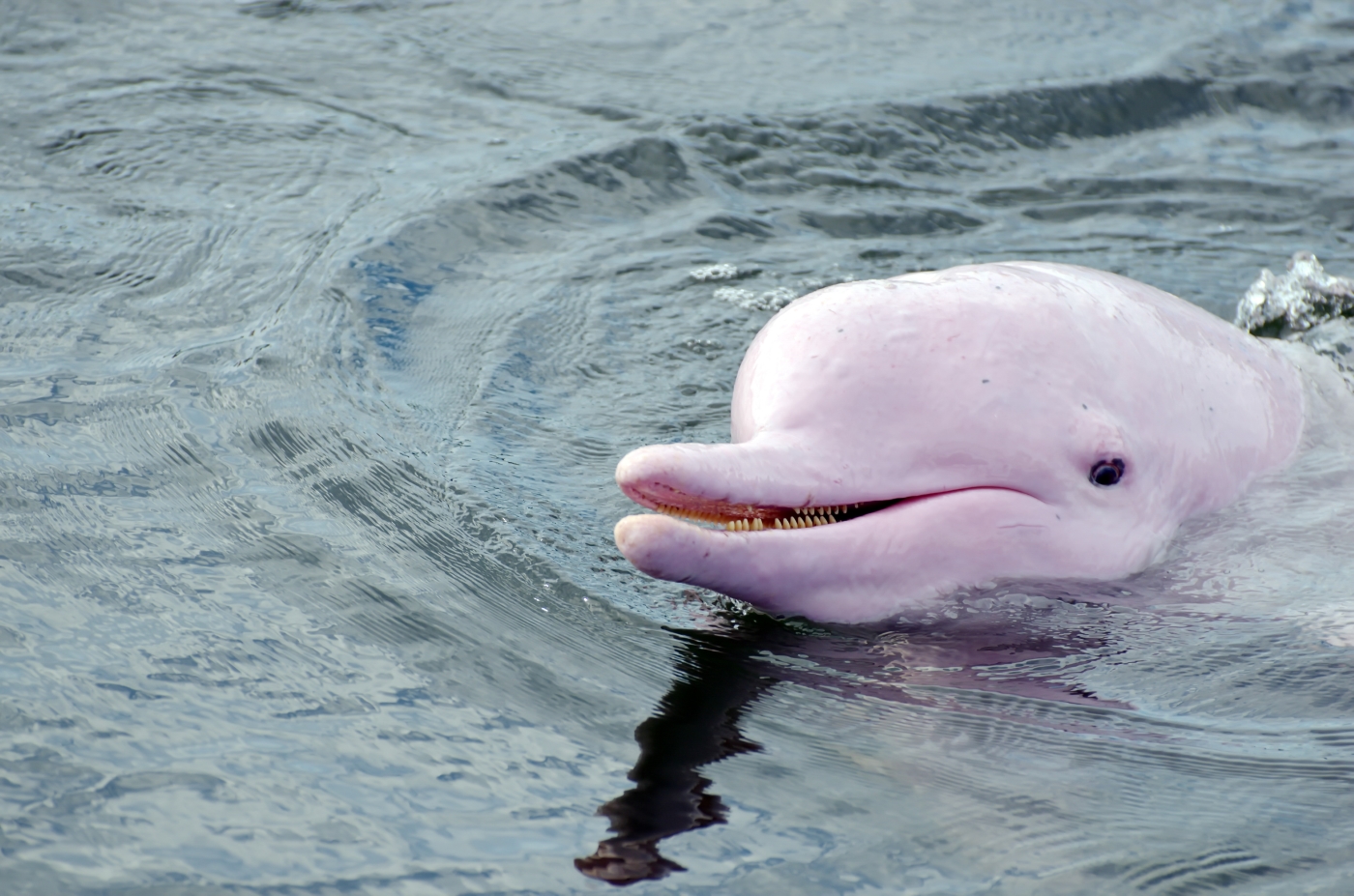 BRA_PinkDolphin_ShutterStock_free