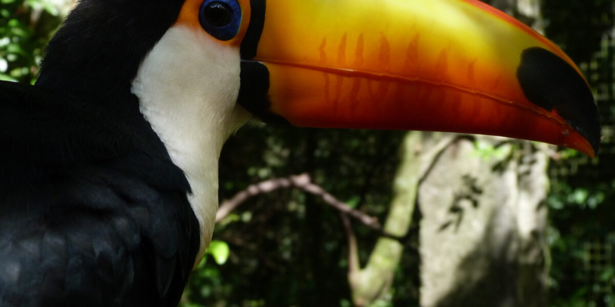 bra_toco_toucan_free_dn