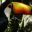 bra_toco_toucan_free_dn
