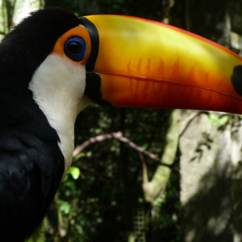 bra_toco_toucan_free_dn