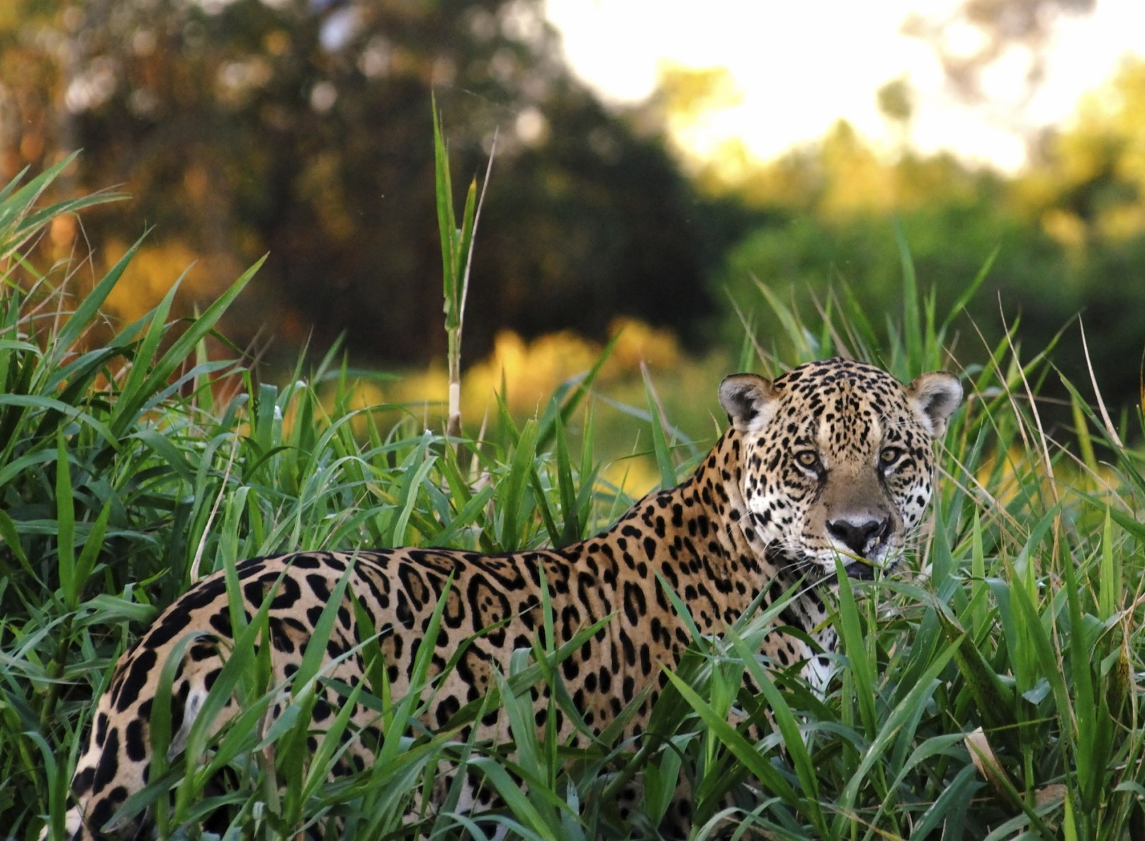 Jaguar spotted