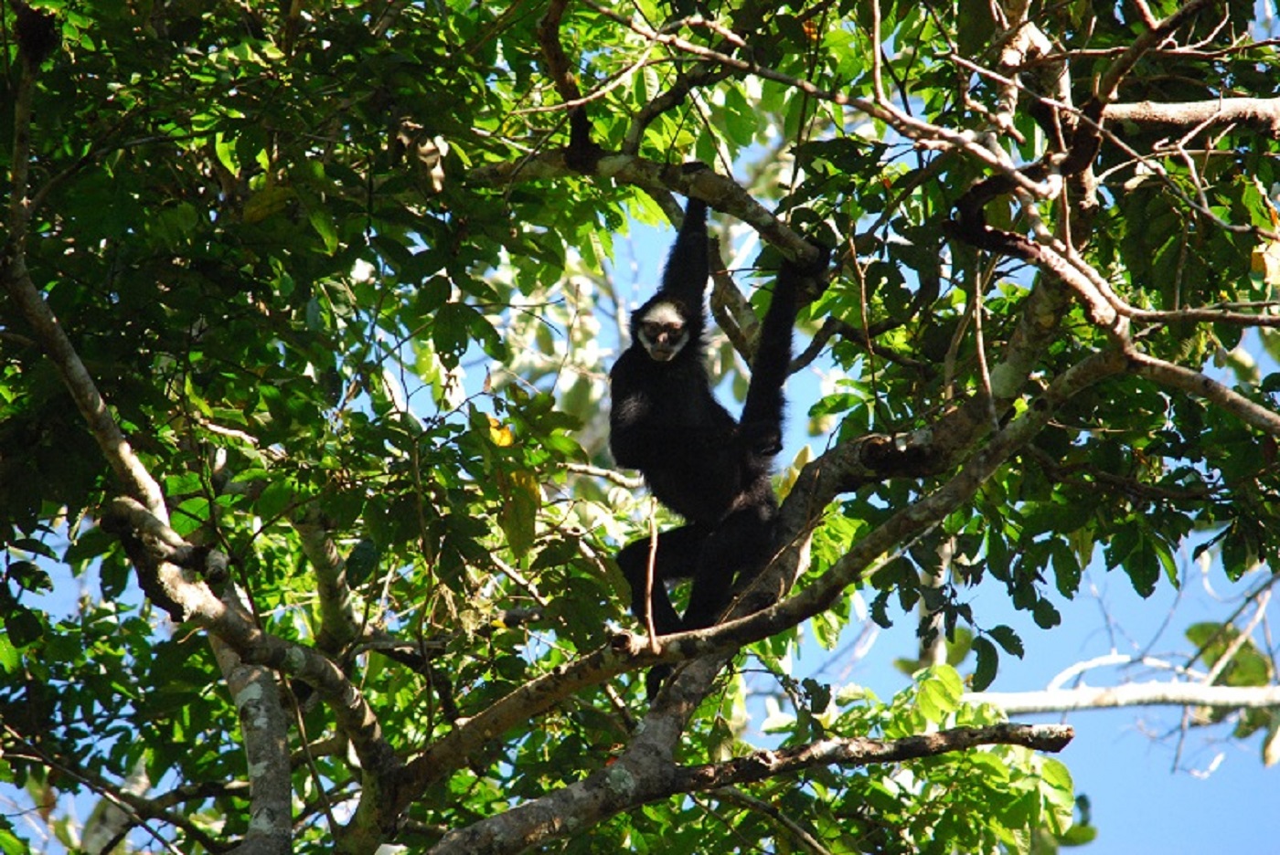 Monkey Brazil