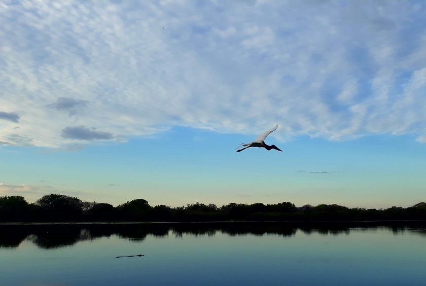 Pantanal Kathryn