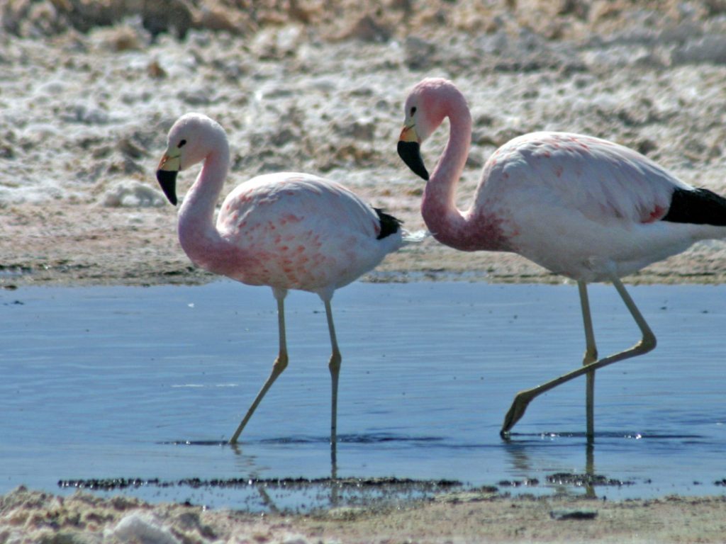 CHI_Atacama_flamingo 3_SCB