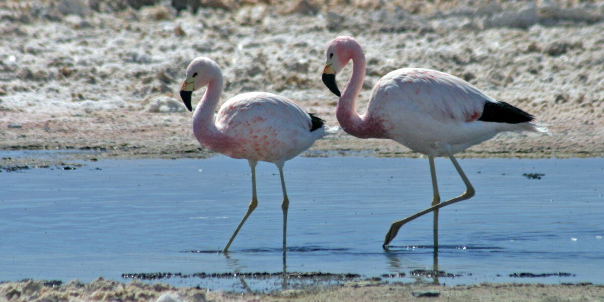 CHI_Atacama_flamingo 3_SCB