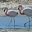CHI_Atacama_flamingo 3_SCB