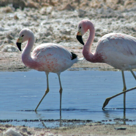 CHI_Atacama_flamingo 3_SCB