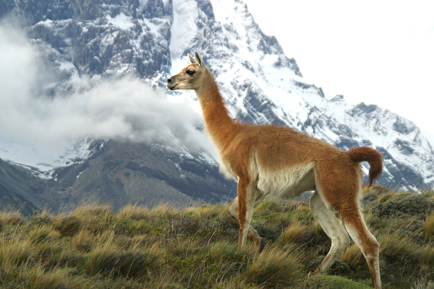 CHI_Eco Camp guanaco