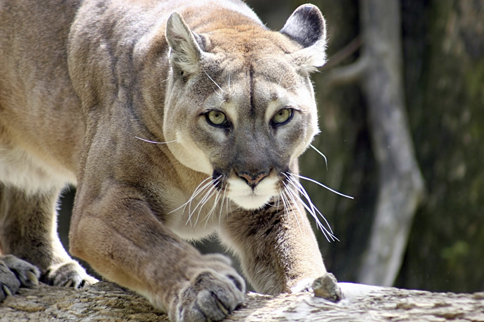 CHI_Puma_istock_bought 17jul07
