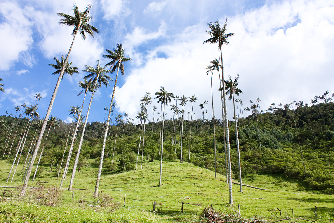 COL_Cocora_shutterstock_80815558