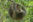 COS _ wildlife _ 3 toed sloth _ Costa Rica Tourst Baord no pay