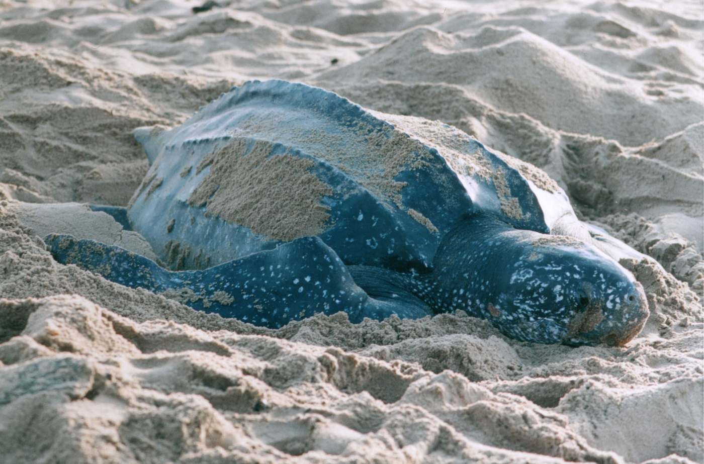 COS_LeatherbackTurtle_free