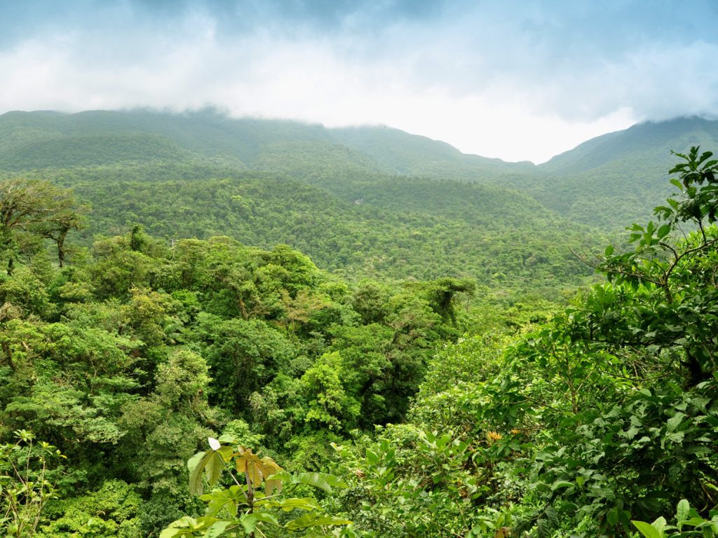 COS_PanoramicJungleShot_shutterstock_61382185
