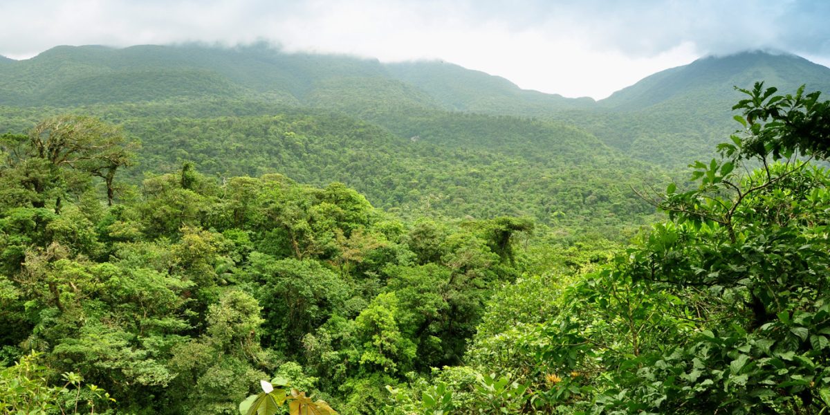 COS_PanoramicJungleShot_shutterstock_61382185