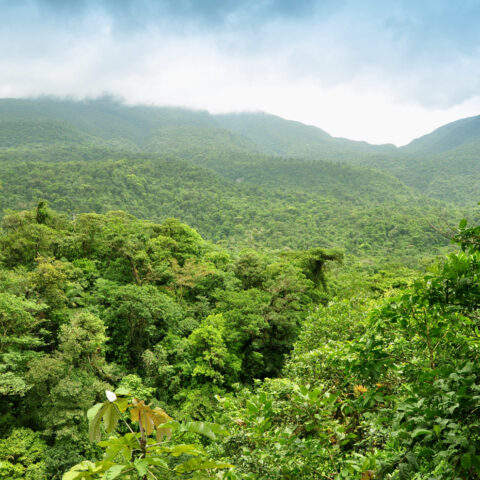 COS_PanoramicJungleShot_shutterstock_61382185