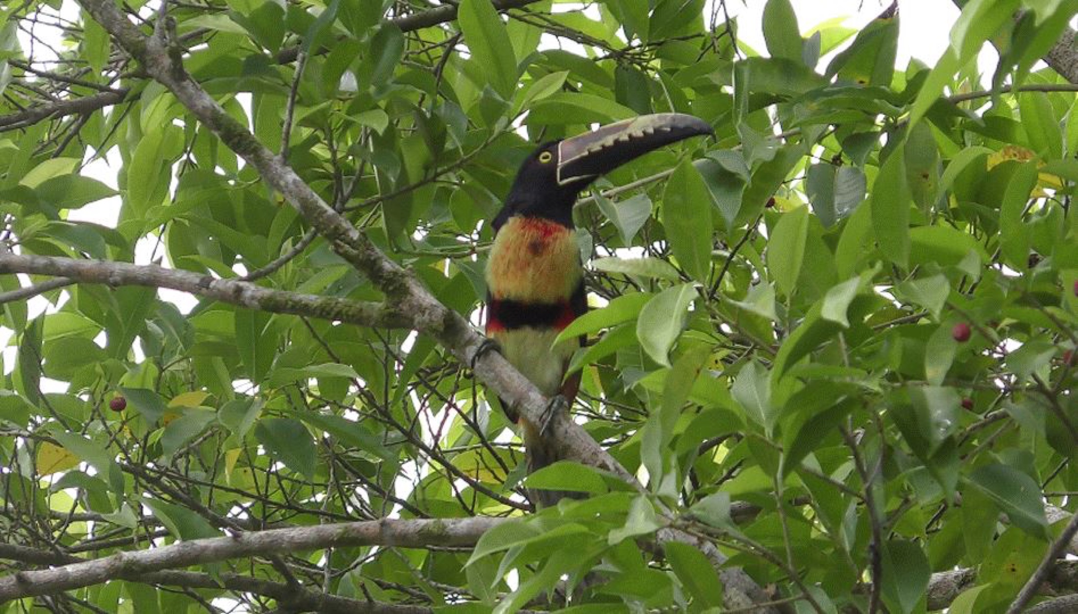 COS_Toucan_AV_free