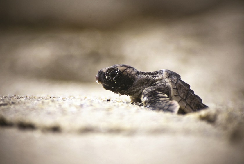 CostaRica_CostaRicanCaribbeancoast_ShutterStock-6