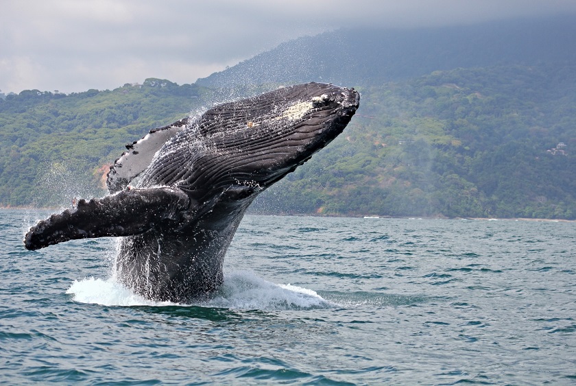 CostaRica_ShutterStock-12 (1)