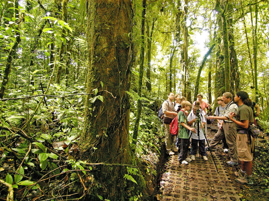 mvd-cos-monteverde-free-cre
