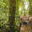 mvd-cos-monteverde-free-cre