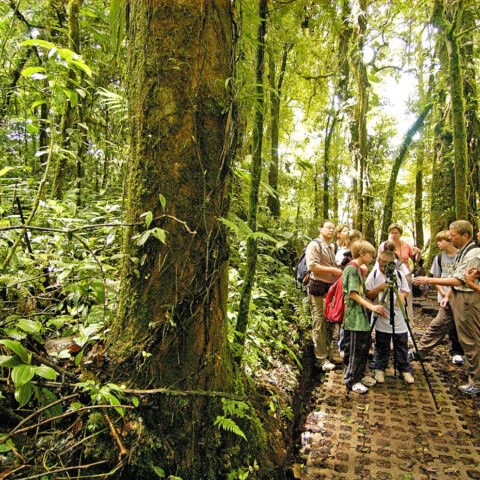 mvd-cos-monteverde-free-cre