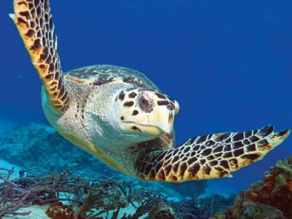 Wildlife_iStock-12