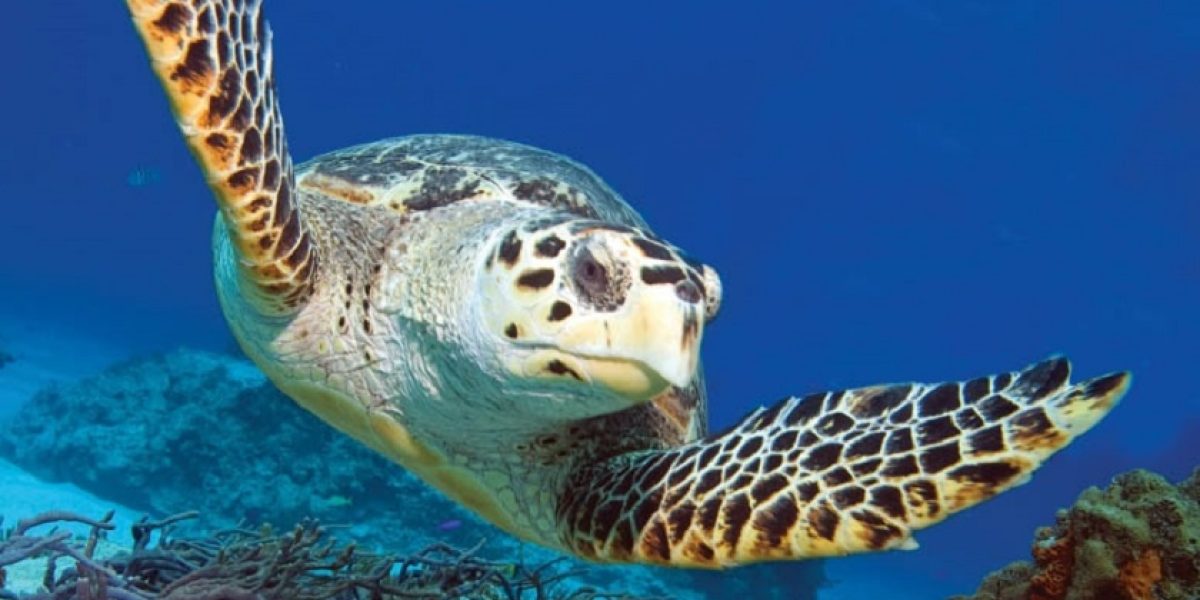 Wildlife_iStock-12