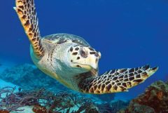 Wildlife_iStock-12
