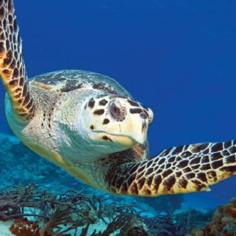 Wildlife_iStock-12