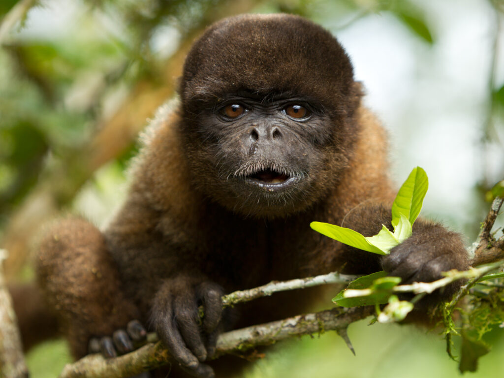 ECU_AmazonChorongoMonkey_shutterstock69126064_free