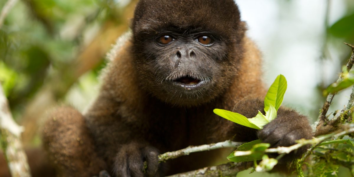 ECU_AmazonChorongoMonkey_shutterstock69126064_free