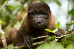 ECU_AmazonChorongoMonkey_shutterstock69126064_free