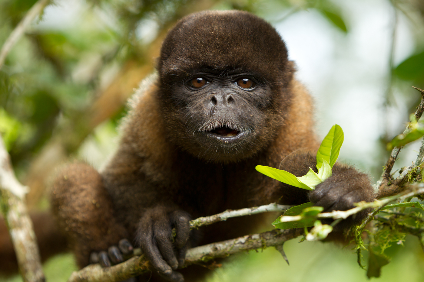 ECU_AmazonChorongoMonkey_shutterstock69126064_free