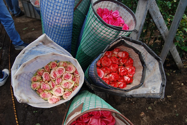 ECU_Roses_HEC_free