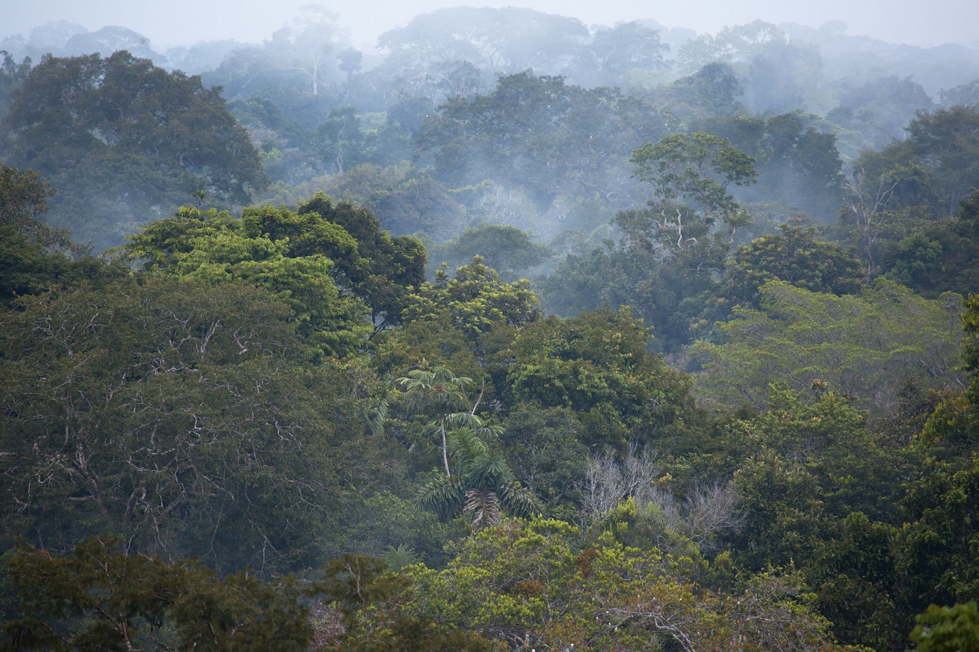 EcuadorTheEcuadorianAmazonSachaLodge-HotelOwned-5